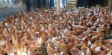 Podrán las gallinas cambiar la industria farmacéutica