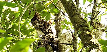 Biolgos de MiAMBIENTE reubican a la primera felino silvestre rescatada en Chiriqu en el 2019