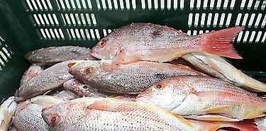 En Chimn Panam Este se realizar primera jornada de renovacin y legalizacin de pesca riberea