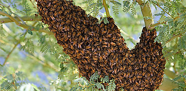 Cientos de reportes de abejas son atendidos al mes 