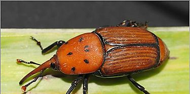 Destaca FAO posibilidades de erradicar al picudo rojo de las palmeras