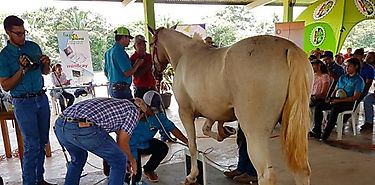 Instalacin de la Comisin Nacional de Docencia para Internado de Mdicos Veterinarios