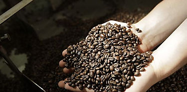 Panamá exporta cinco mil libras de su mejor café Panamá exporta cinco mil libras de su mejor café