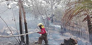 Incendios de masa vegetal afectan flora y fauna en Chiriquí