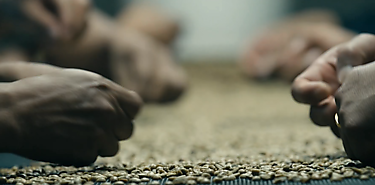 A punto Panam Geisha