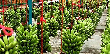 FAO ayuda a combatir enfermedad del banano en Amrica Latina y Caribe