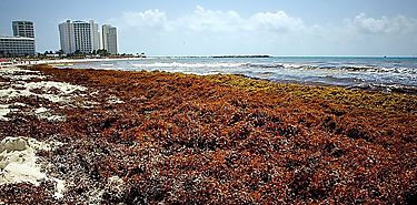 Sargazo las algas que vuelven marrn al agua turquesa del Caribe