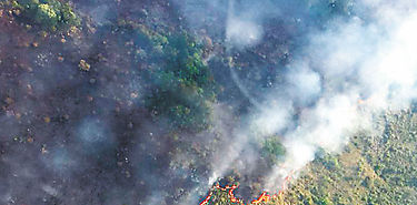Amazona brasilea bajo alerta de deforestacin