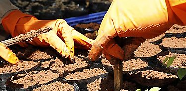 MiAMBIENTE lidera proyecto piloto para la reutilizacin de lodo para el crecimiento rpido de los plantones forestales