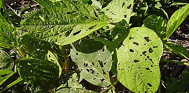 Inventan un nuevo mtodo para detectar plagas de insectos