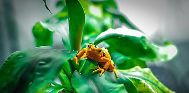 Una de cada cinco especies de vertebrados silvestres se comercializa en el mercado global