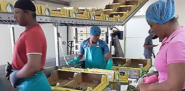 Primer contenedor de piña procedente de Chiriquí salió hacia China Primer contenedor de piña procedente de Chiriquí salió hacia China