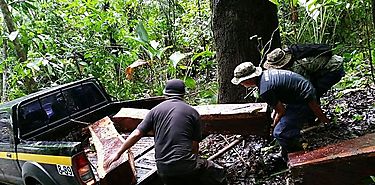 Aprovechamiento forestal se suspenden por un ao