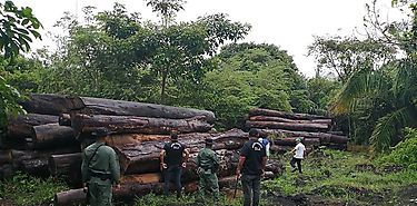Exitoso Operativo interinstitucional halla tucas de madera de diferentes especies 