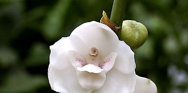 Flor nacional de Panamá en peligro de extinción
