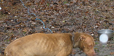 Multas al maltrato animal 