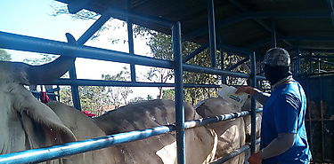 Salud Animal del MIDA coordina campaas zoosanitarias