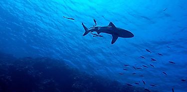 Panam insta a regular comercializacin de 19 especies de tiburones