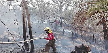 Bomberos han atendido 300 reportes de incendio de masa vegetal en lo que va de 2020