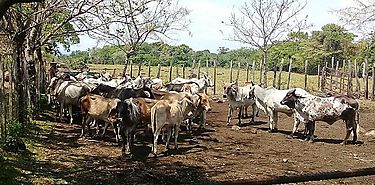 Policía realiza vigilancias contra el robo de ganado en Coclé