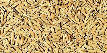 Cosechan arroz en el desierto de Emiratos Árabes Unidos