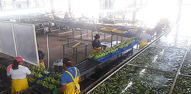 Inspeccionan bananeras para evitar contagio por COVID19