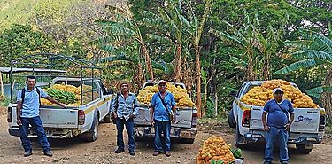 IMA convoca a productores de arroz para que oferten parte de sus cosechas