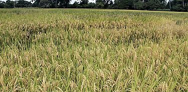 MiAMBIENTE y MIDA capacitan sobre trmite de permisos para el establecimiento de parcelas de arroz en Darin