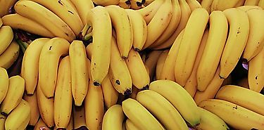 Pltanos para el Plan Solidario de Alimentacin