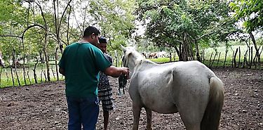 MIDA se mantiene vigilante para prevenir brote de encefalitis equina