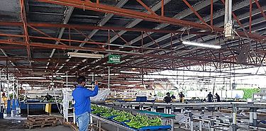 Certifican aplicacin de los protocolos de Salud y Seguridad en las bananeras de Changuinola