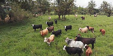 Produccin de leche verde la clave de sustentabilidad pecuaria