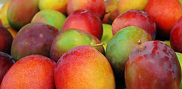 Mango una fruta antibacterial y cicatrizante