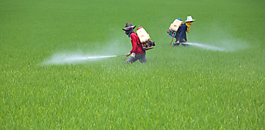 Desarrollan tecnologa de deteccin rpida de residuos de pesticida