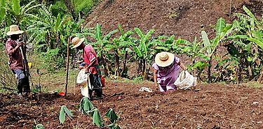 Ministerio de Desarrollo Social y FAO apoyan a familias productoras de la Comarca Ngbe Bugl