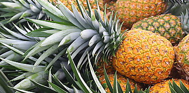 MIDA y Banapia exploran la posibilidad de cultivar pia en Alanje