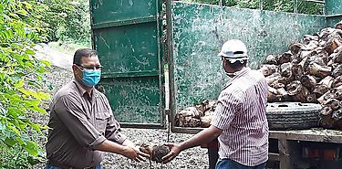 Ms de mil tallos de pltano reciben productores herrerano