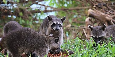 No des de comer a la fauna silvestre No des de comer a la fauna silvestre
