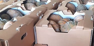 Exportaciones de calabaza y piña panameña alcanzan nuevos nichos de mercado en Europa  Exportaciones de calabaza y piña panameña alcanzan nuevos nichos de mercado en Europa