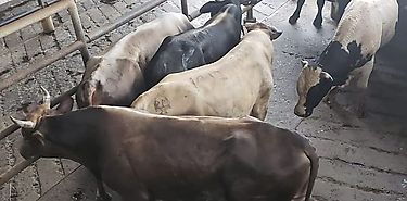 Arranca segunda etapa de compra de novillos para plan alimentario