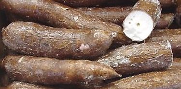 Yuca panameña es introducida a Holanda Bélgica y Reino Unido Yuca panameña es introducida a Holanda Bélgica y Reino Unido