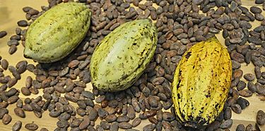 Historias del cacao