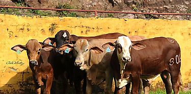 INEC iniciar encuesta pecuaria a partir del 1 de octubre