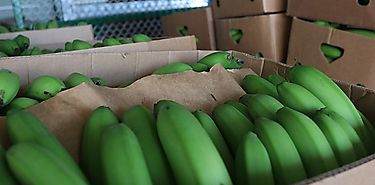 Banano y cobre lideran las exportaciones