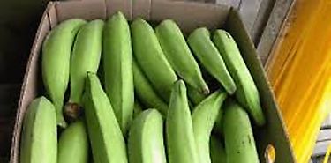 Exportación de banano creció siete por ciento en Panamá Exportación de banano creció siete por ciento en Panamá