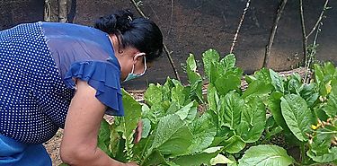 Trabajar la tierra garantiza la seguridad alimentaria en Cocl
