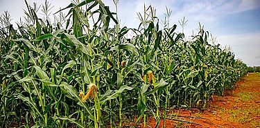 Pese a la pandemia comercio y agricultura se recuperan Pese a la pandemia comercio y agricultura se recuperan