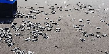 Tortugas marinas protegidas por ley