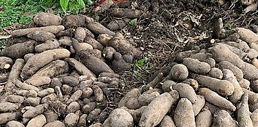 Pequeos productores ofrecen sus cosechas a Panam Solidario
