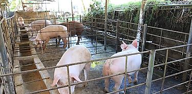 Gobierno Nacional anuncia compra de 5 mil cerdos para Programa Panamá Solidario